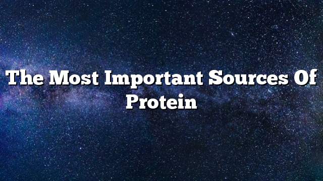 The most important sources of protein