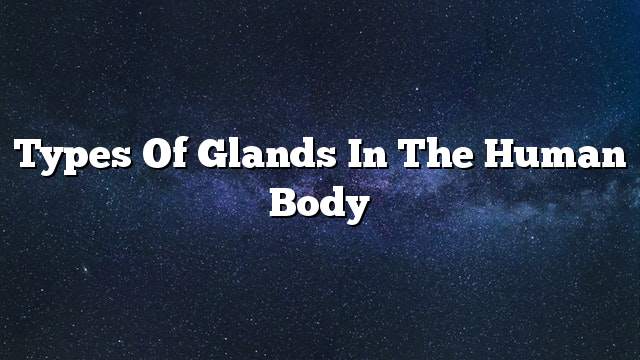Types of glands in the human body