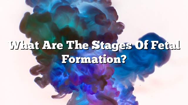 What are the stages of fetal formation?