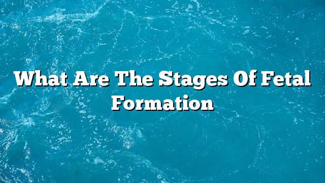 What are the stages of fetal formation