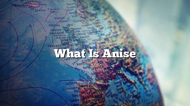 What is anise
