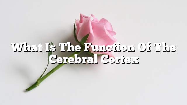 What is the function of the cerebral cortex