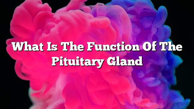 What is the function of the pituitary gland