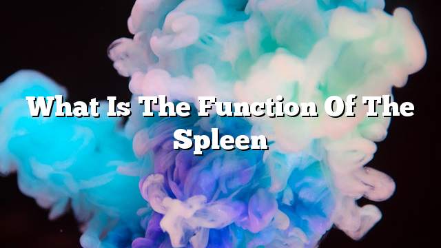 What is the function of the spleen