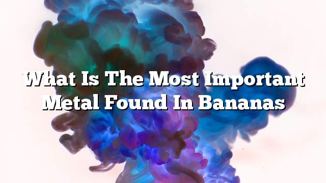 What is the most important metal found in bananas