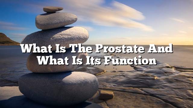 What is the prostate and what is its function