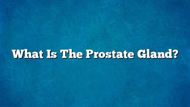 What is the prostate gland?