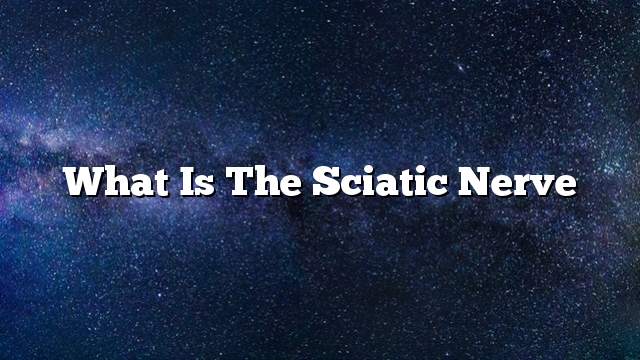 What is the sciatic nerve