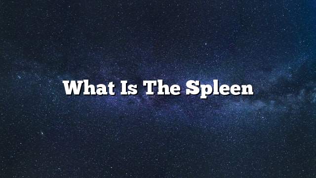 What is the spleen