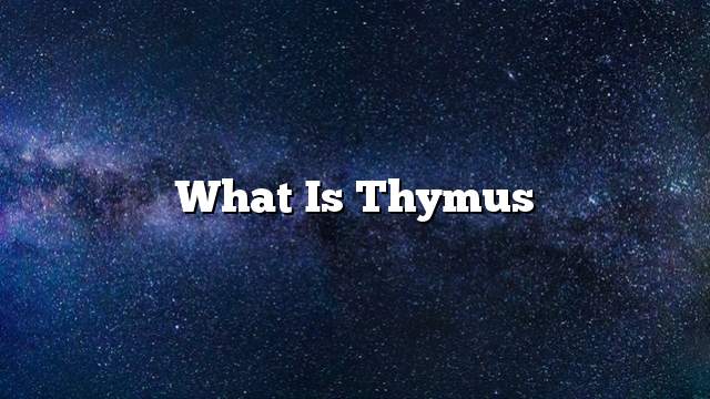 What is Thymus