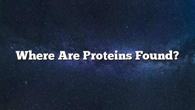 Where are proteins found?