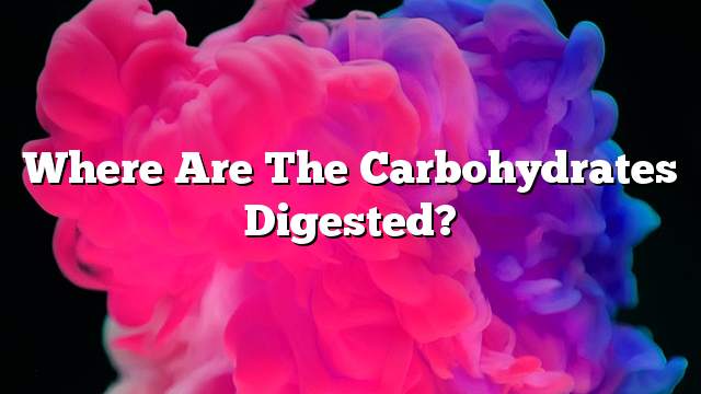 Where are the carbohydrates digested?