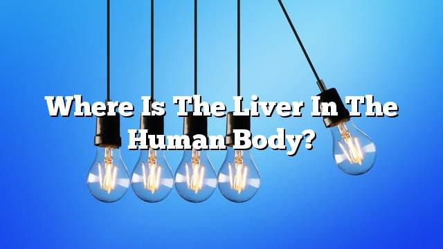 Where is the liver in the human body?