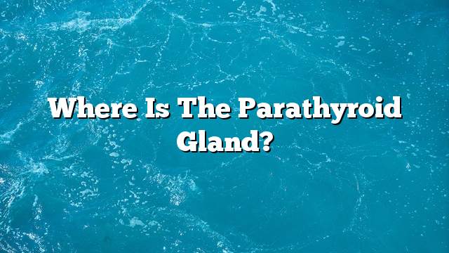 Where is the parathyroid gland?