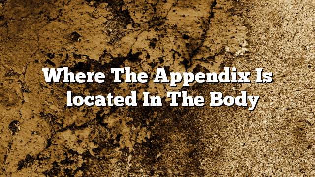 Where the appendix is ​​located in the body