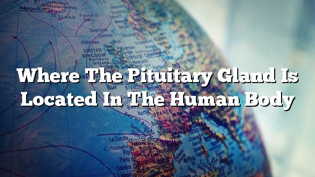 Where the pituitary gland is located in the human body