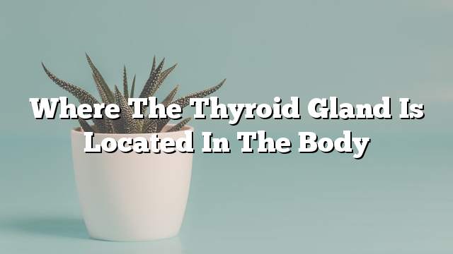 Where the thyroid gland is located in the body