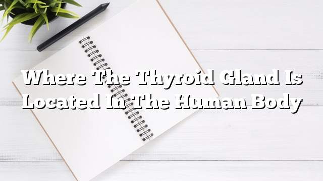 Where the thyroid gland is located in the human body