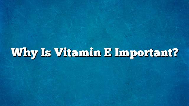 Why is Vitamin E important?